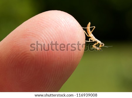 Newborn praying mantis nymph on the tip of a finger.
