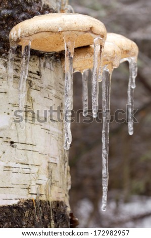 Icicles on mushrooms on a birch tree from an ice storm.
