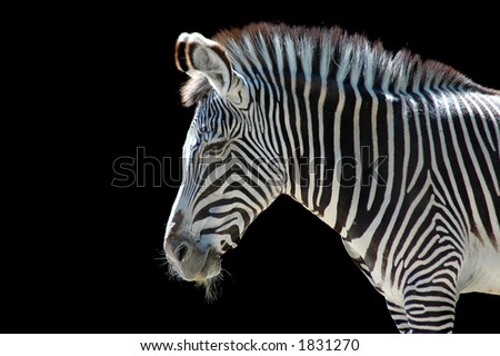 stock photo Zebra with black