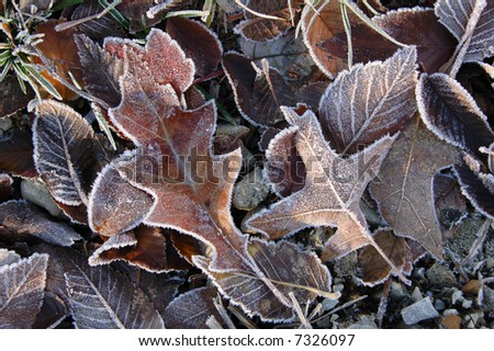 Frozen leaves on a horizontal format