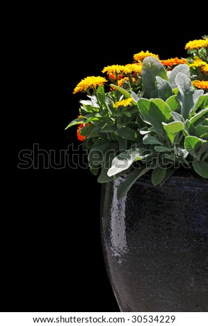 vase of flowers isolated on a black background with space for text