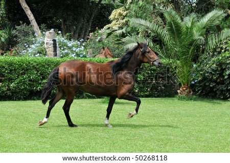 Peruvian horse \