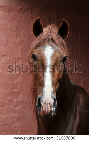 Portrait of Peruvian horse \