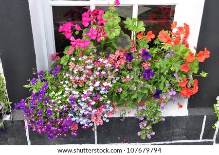 Beautiful flowers in the window box