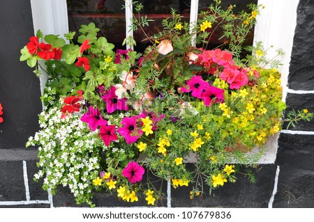 colorful of beautiful flowers in the window box