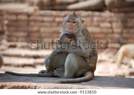 Monkey Cuddle