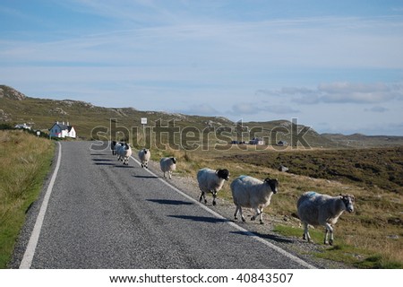 a parade of sheep on a country road