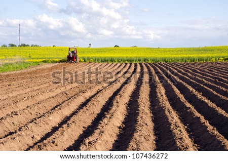 spring field with potato tillage and tractor