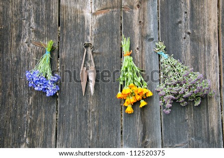 various summer medical herbs bunch on old wooden wall