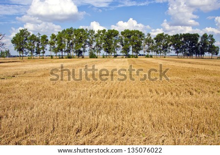 summer end crop field with straw after harvesting