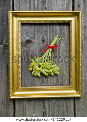 spring medical herbs cowslip bunch on wall in picture frame