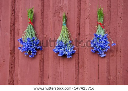 three blue summer cornflower bunch on red farm house wall