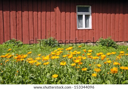 medical herb calendula marigold flowers in flower bed near farm house