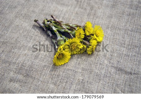 colts foot Tussilago farfara medical herb on linen cloth background