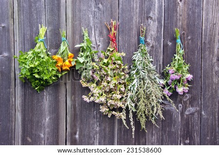 various medical summer herbs bunches on old wooden farm wall