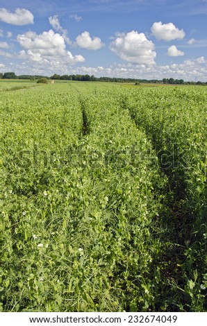 blossoming summer time farmland agriculture pea field