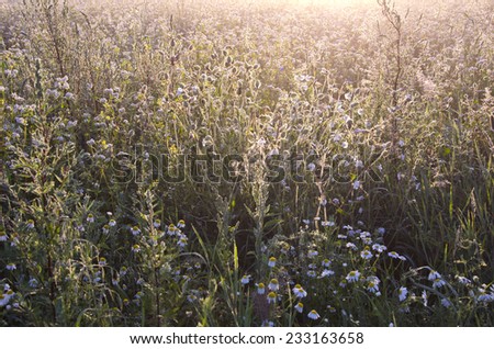 summer end dewy morning grass blur background
