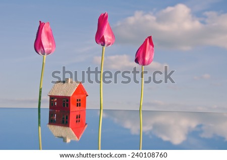 red small house model on mirror ant tulip flowers. Peaceful life concept