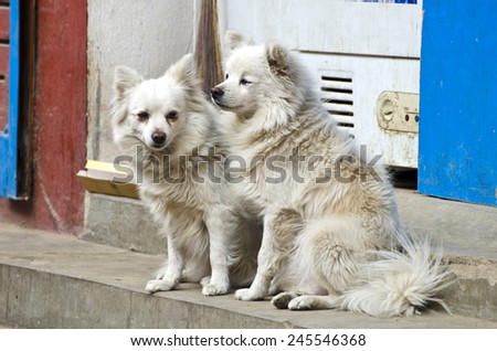two hairy white dogs pets  on asia city street