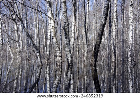 beautiful birch forest and early spring water with reflections. Birch grove
