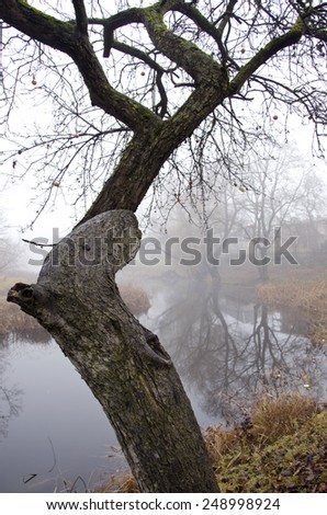 old apple tree near river and autumn morning dark mist