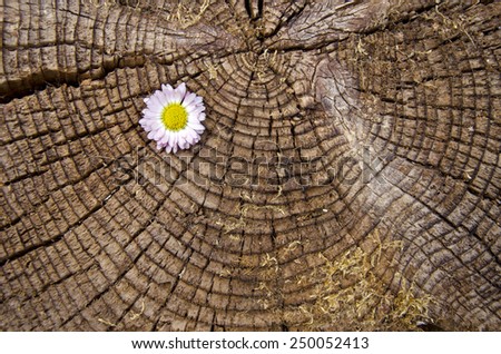 old aged wooden background and texture with flower