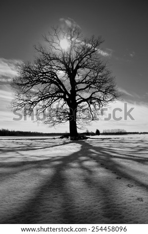 one majestic oak on winter field and sunlight. Black and white picture