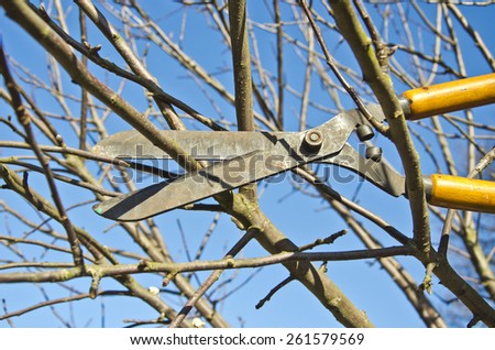 cut trim prune fruit tree branch with vintage clippers scissor in spring garden