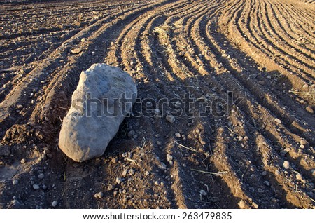 big stone on freshly cultivated farm field soil