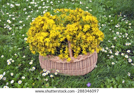 full wicker basket beautiful healthy medical flowers of st. Johns wort. Midsummer Feast of St John concept