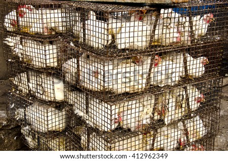white chickens in metal cages outside in street market, India