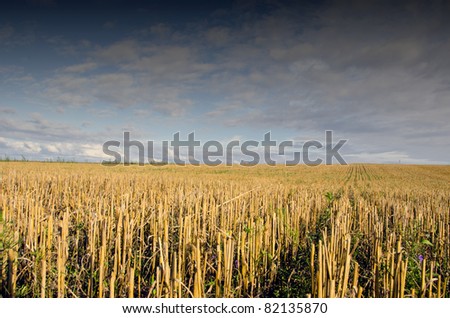 crop field landscape after harvest and sky