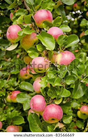 summer end apples on the apple-tree