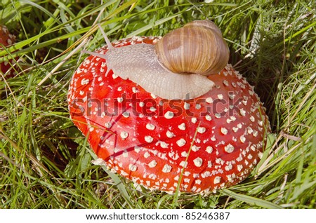 summer time end fly agaric and snail