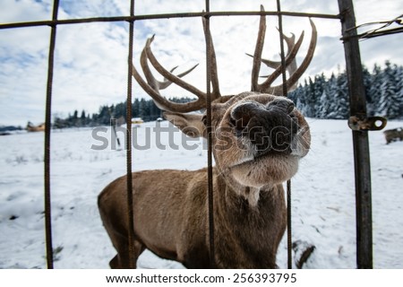 Deer on a background of a winter forest, perspective distortion, big nose, funny look