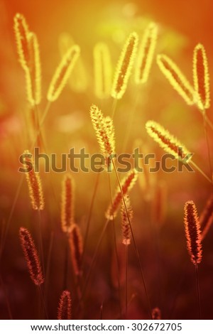 Spikelets at the setting sun, red and gold processing photos