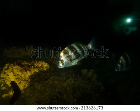 Zebra seabream fish