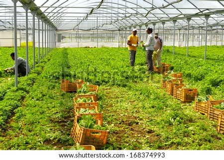 AGRO PONTINE, LATINA, CENTRAL ITALY- JUNE 5: Immigrants from Bangladesh working in greenhouses where they produce vegetables and salad, June 5, 2010 in Latina, Lazio, Central Italy.