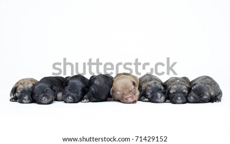 large group of puppies on a white background in row