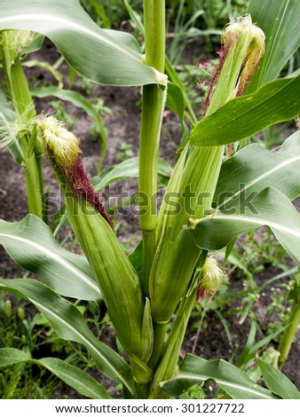 Young growing maize corns.