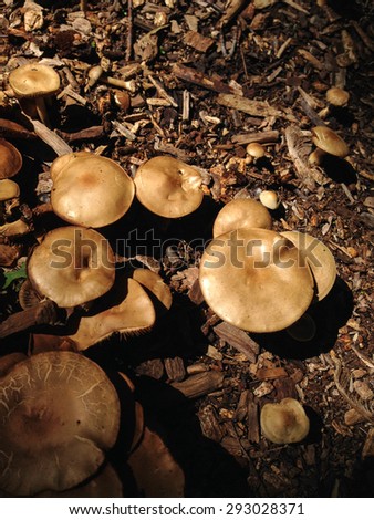 View from above of wild mushrooms growing in the forest