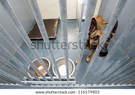 Homeless dog behind bars in an animal shelter