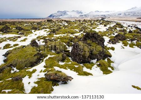 Moss growing on volcanic rocks in Iceland in the winter