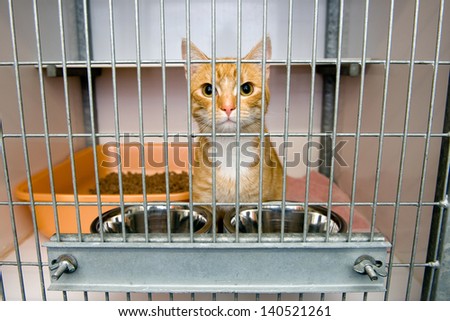 Homeless cat in a cage in an animal shelter