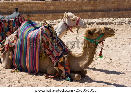 Two camels laying down and resting in Petra in Jordan