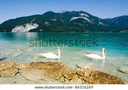 Yellow rocks on the shore of the Wolfgangsee in Austria, with two swans swimming by