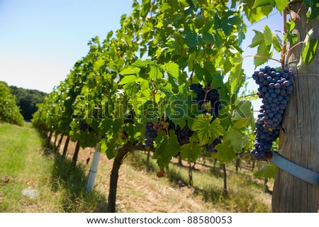 hanging grapes