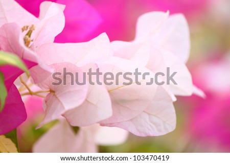 Pink  bougainvillea flowers. Inspirational quotes or seasonal wishes can be written on it.