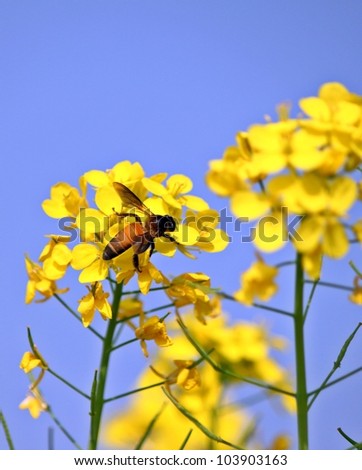 Honey bee on mustard flowers
