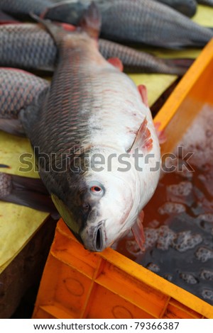 A big tropical fresh water fish is in Asian fish market. This fish is very costly and full of protein and other nutrients.